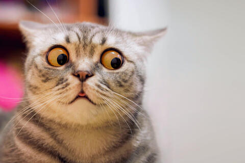 Understanding dream symbols: Cats in dreams