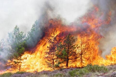 الجزائر ترسل معدات لتونس لمساعدتها بإخماد حرائق ضخمة