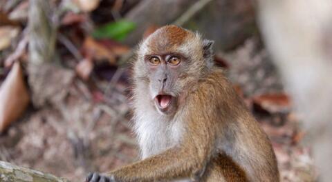 18 ألف إصابة بجدري القرود في العالم.. وعلماء: فرصة وقف انتشار المرض تتضاءل