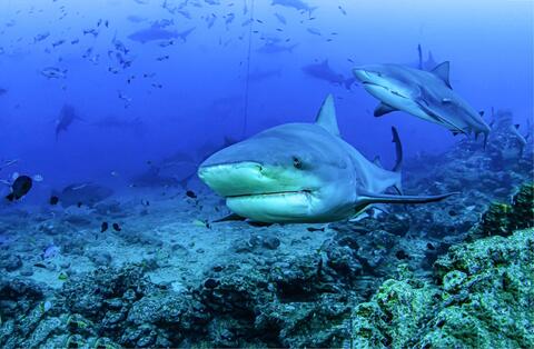 Can Animals Transmit Covid-19 to Humans?