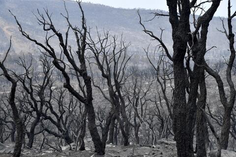 حرائق الجزائر.. 38 قتيلا والنيران تلتهم الغابات