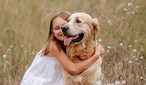 Why Do Humans Adore Golden Retriever Dogs?