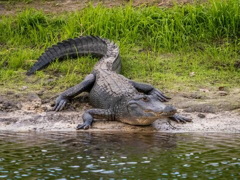 Alligator Kills an 88-Year-Old Lady in South Carolina - Viral
