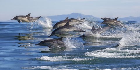 Rare pink dolphin appears in Amazon River