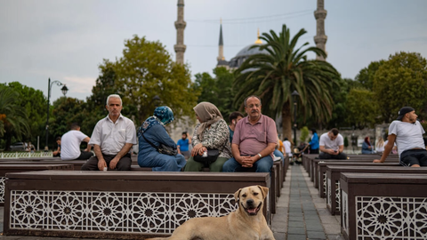 Stray Dogs Spark Political Storm in Istanbul 