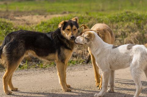 Are Dogs Able to Detect Speech and Differentiate Languages?
