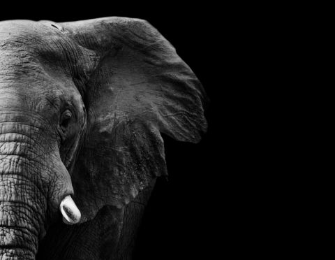 Goods Train Kills an Elephant in India