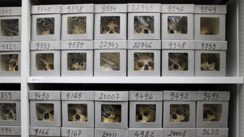 فرنسا قدمت للجزائر جماجم مزورة للمقاومين 