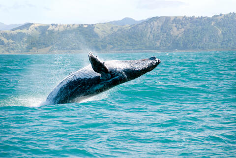 250 Whales Die 'in Bulk' Near New Zealand
