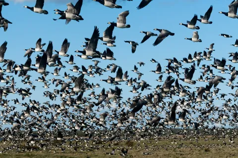 Protecting migratory birds from power lines