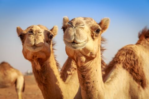 Not only football, Qatar hosts camel beauty contest