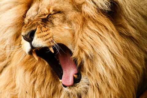 Video: 2 lions escape from circus, disturb audience