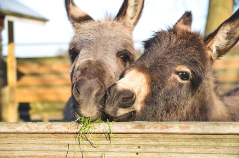 Animal activists celebrate 'world donkey day'