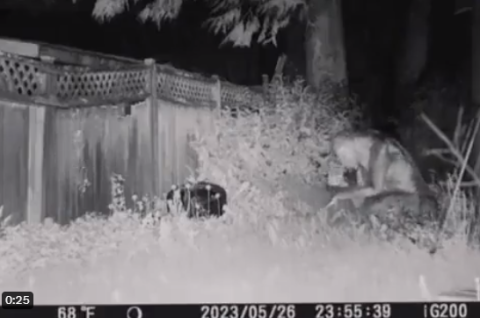 US family sees two Aliens in their backyard