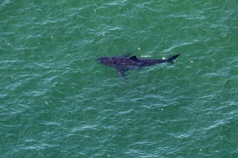 تحرك في البرلمان المصري لحماية السواحل من هجمات أسماك القرش