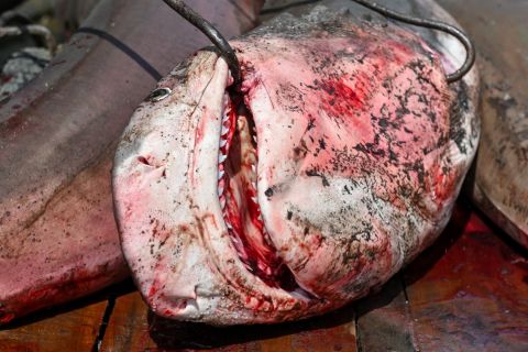 بعد حادثة السائح الروسي: اصطياد سمكة قرش ضخمة في العقبة (صورة)