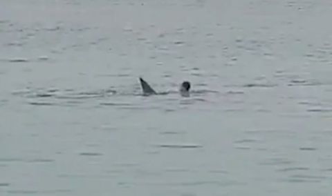 أسرة مصرية: هكذا نجونا من سمكة القرش التي قتلت السائح الروسي