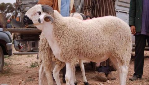 موسم الحج 2023.. تعرف على تفاصيل عقوبة أداء الحج بدون تصريح