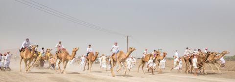 Fifth edition of Crown Prince Camel Festival kicks off in Taif, KSA