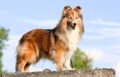 Man spends $20K to become a human dog