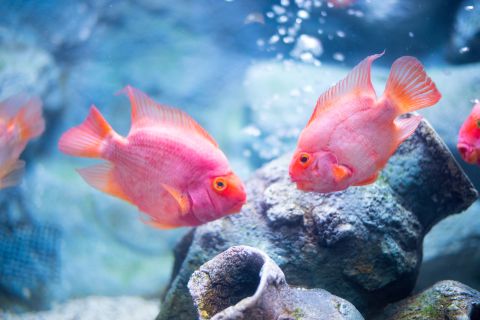Fish causes power outage in New Jersey