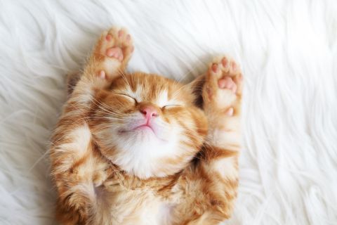 Understanding dream symbols: Cats in dreams