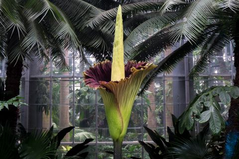 The corpse flower, a rare and fascinating plant