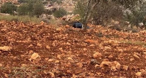صور +18: المستوطنون يرتكبون مجزرة في نابلس