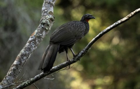 Organic Brazilian Jacu coffee: Made from bird droppings