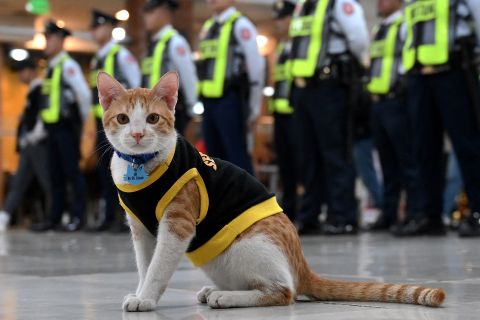 Stray cats adopted by Philippine security guards