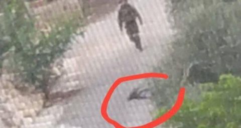 إصابات خطيرة بين جنود الإحتلال.. شهيدان في طولكرم (فيديو)