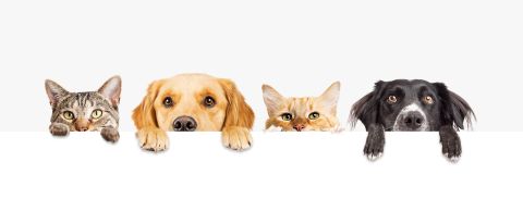 Pet cloning: Dogs at $50k cats at $40k - Would you bring your furry friend back to life?