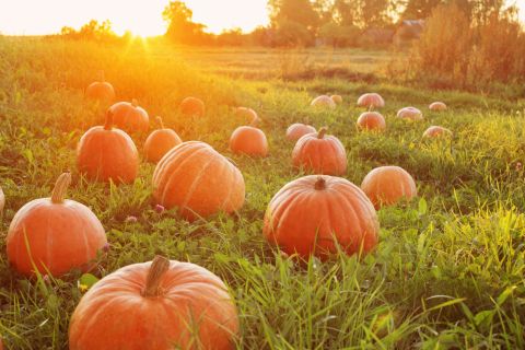 Top 30 Best Halloween Movies of All Time