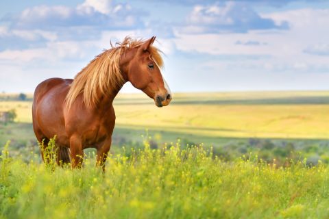 Trapped horse rescued 21 days after Turkey quake