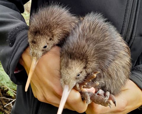 New Zealand gets first wild-born kiwi birds in a century