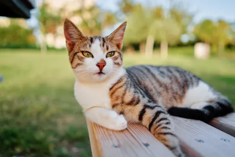 Reports of alleged radioactive cats in Britain