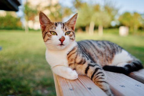 Reports of alleged radioactive cats in Britain