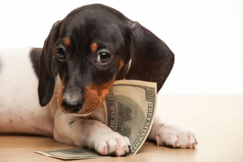 Pet dog shreds $4000 worth of cash all over the room