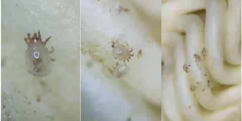 Insects found Inside Noodles (Video)
