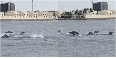 Group of Dolphins spotted in Jeddah Sea (Video)