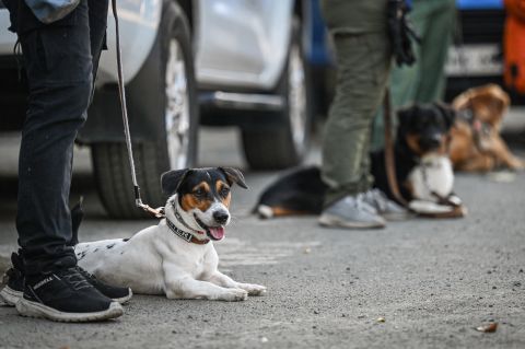 Dogs to the rescue! Philippines is training pet dogs for disaster response