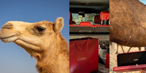Saudi man gifts Cartier necklace to his camel(Photos)