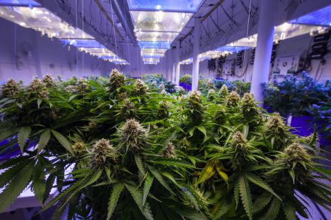 Germany officially allows marijuana sales and use, with stringent conditions!