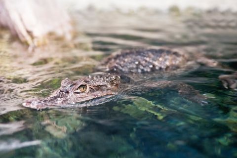 Firefighters remove alligator from Starbucks drive-through