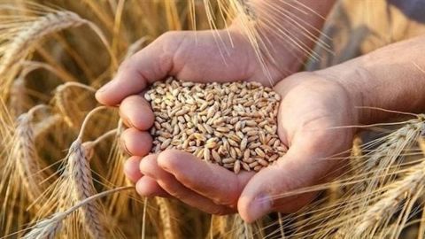 مصر تسعى للحصول على مئات آلاف الأطنان من القمح