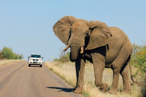 Video: Elephant stomps tourist to death in South Africa