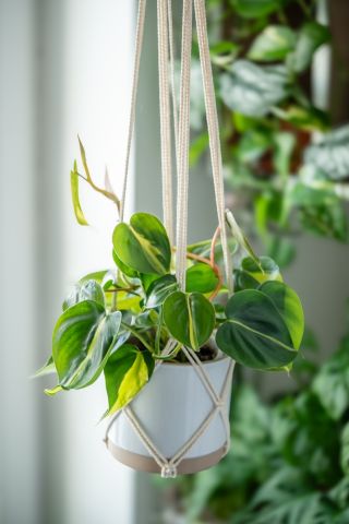 How to care for your indoor plants in heat waves