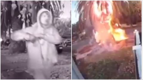 Video: Man caught deliberately setting tree ablaze in Los Angeles