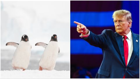 Trump imposes tariffs on penguins!