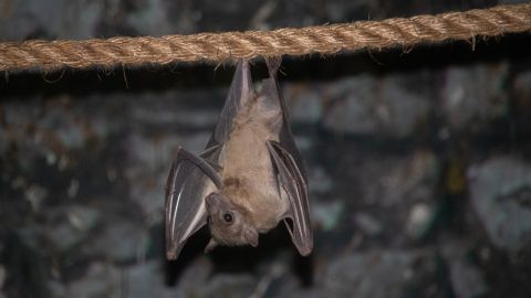 طرق الوقاية من فيروس خفافيش الفاكهة